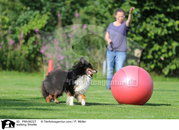 laufender Sheltie / walking Sheltie / PM-08227