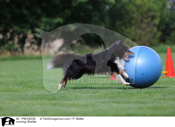 rennender Sheltie / running Sheltie / PM-08228