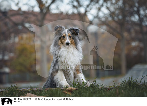 Sheltie / Sheltie / MAH-02283