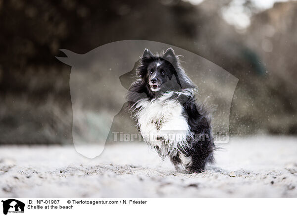 Sheltie am Strand / Sheltie at the beach / NP-01987