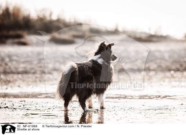 Sheltie am Wasser / Sheltie at shore / NP-01988