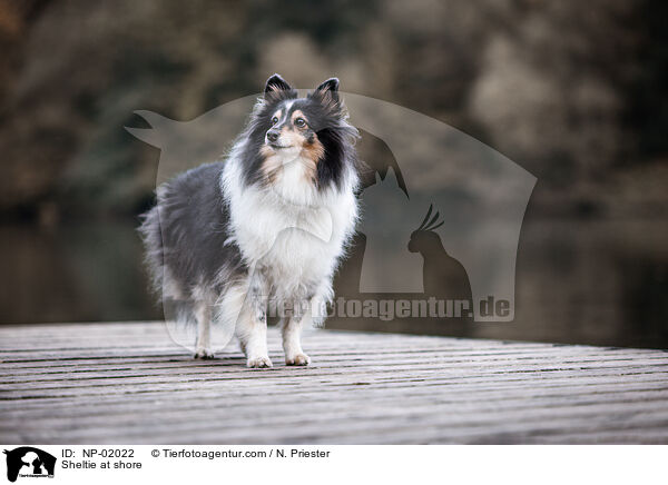 Sheltie am Wasser / Sheltie at shore / NP-02022