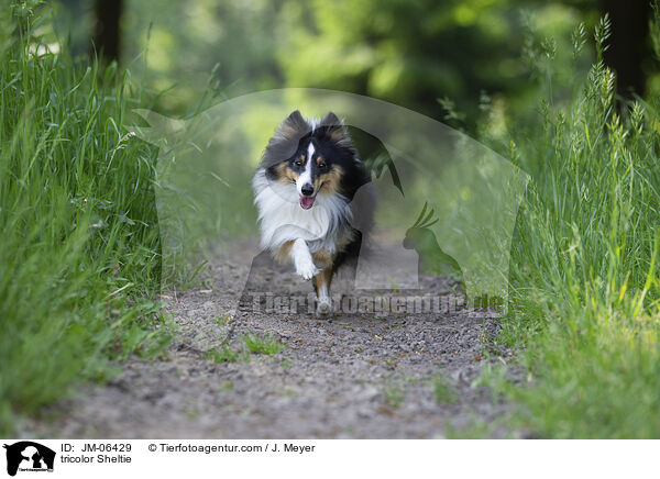 tricolor Sheltie / tricolor Sheltie / JM-06429