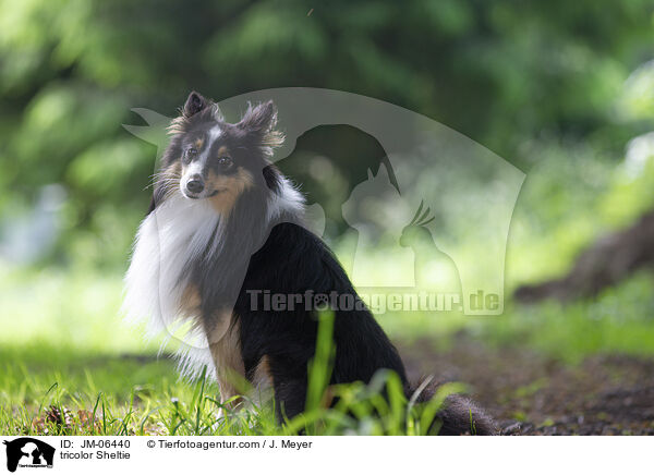 tricolor Sheltie / tricolor Sheltie / JM-06440