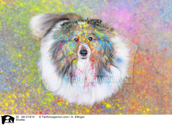 Sheltie / Sheltie / AE-01814