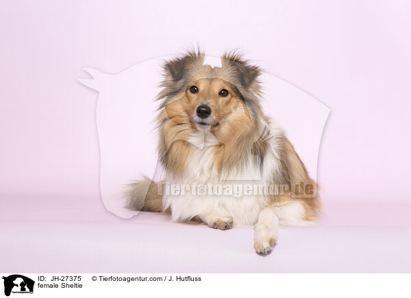 Sheltie Hndin / female Sheltie / JH-27375