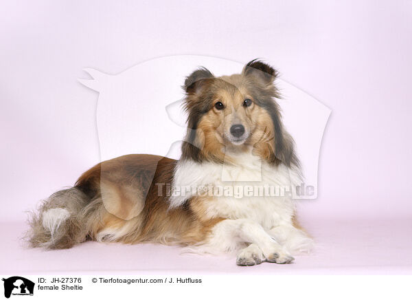 Sheltie Hndin / female Sheltie / JH-27376