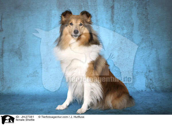 Sheltie Hndin / female Sheltie / JH-27381