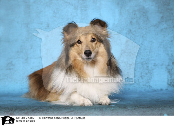 Sheltie Hndin / female Sheltie / JH-27382