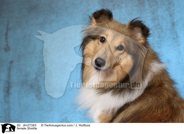 Sheltie Hndin / female Sheltie / JH-27383