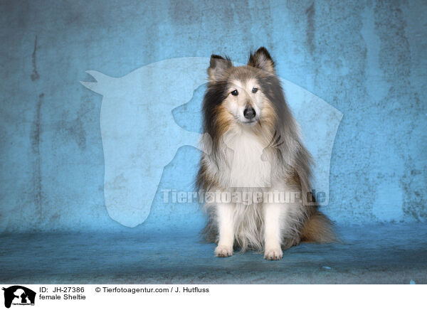 Sheltie Hndin / female Sheltie / JH-27386