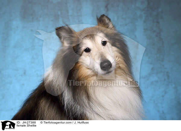 Sheltie Hndin / female Sheltie / JH-27388