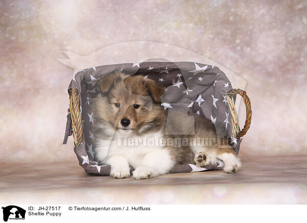 Sheltie Welpe / Sheltie Puppy / JH-27517