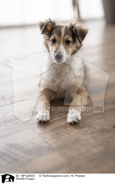 Sheltie Welpe / Sheltie Puppy / NP-02603