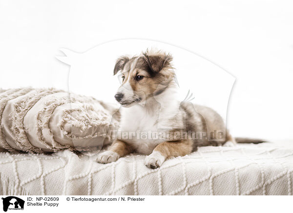 Sheltie Welpe / Sheltie Puppy / NP-02609