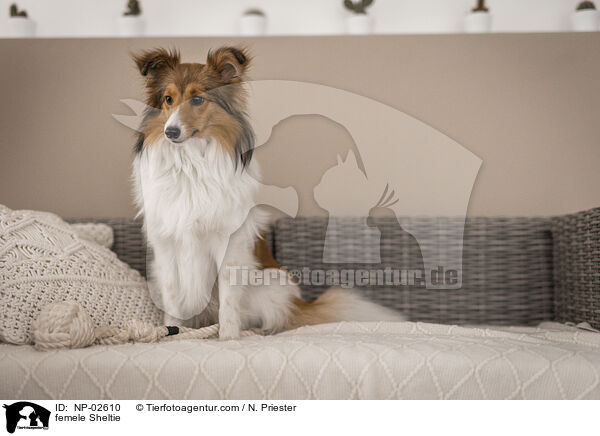 Sheltie Hndin / femele Sheltie / NP-02610