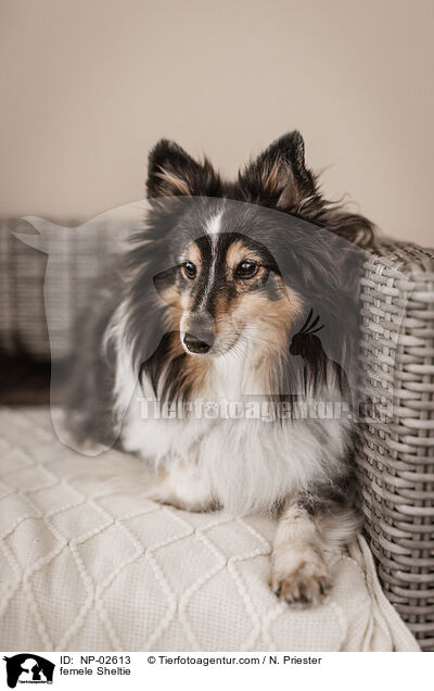 Sheltie Hndin / femele Sheltie / NP-02613