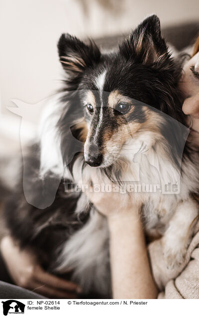 Sheltie Hndin / femele Sheltie / NP-02614