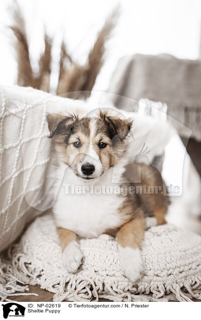 Sheltie Welpe / Sheltie Puppy / NP-02619