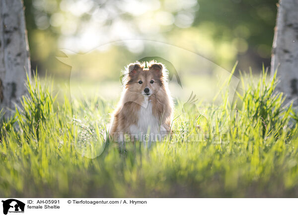 Sheltie Hndin / female Sheltie / AH-05991