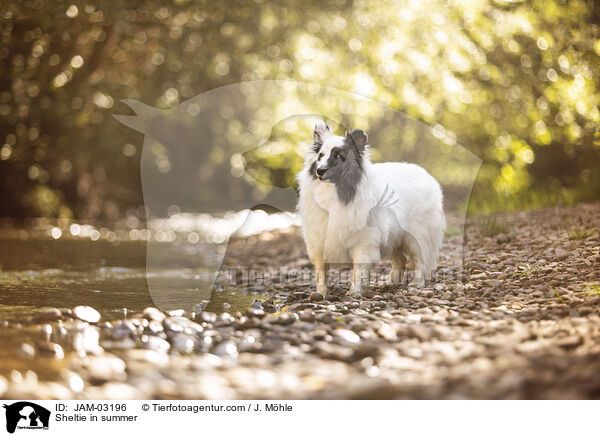 Sheltie im Sommer / Sheltie in summer / JAM-03196