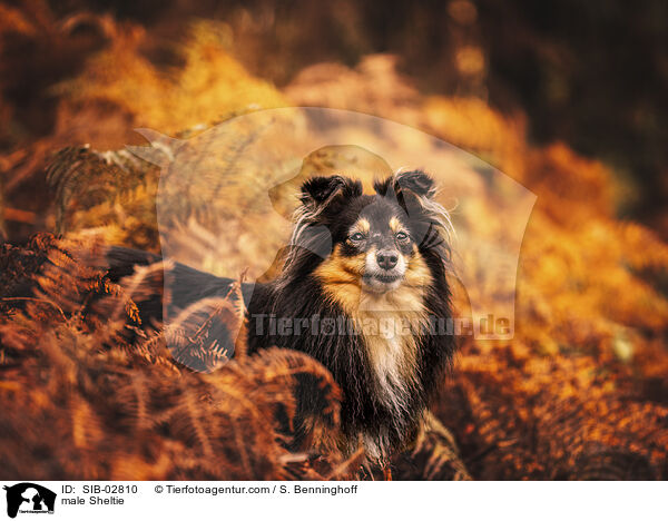 Sheltie Rde / male Sheltie / SIB-02810