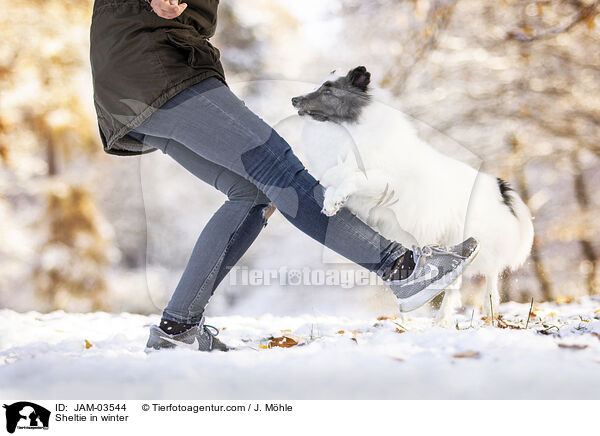 Sheltie im Winter / Sheltie in winter / JAM-03544