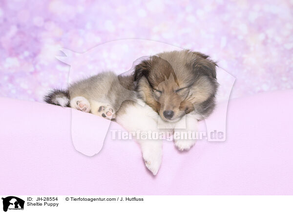 Sheltie Welpe / Sheltie Puppy / JH-28554