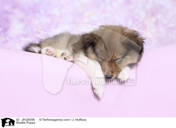 Sheltie Welpe / Sheltie Puppy / JH-28556