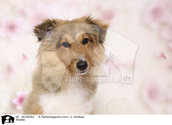 Sheltie / Sheltie / JH-28562