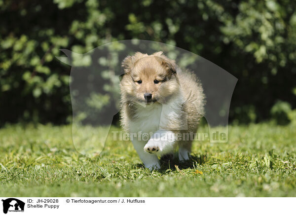 Sheltie Welpe / Sheltie Puppy / JH-29028