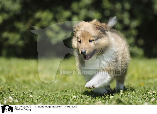 Sheltie Welpe / Sheltie Puppy / JH-29029