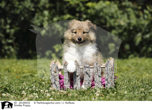 Sheltie Welpe / Sheltie Puppy / JH-29033