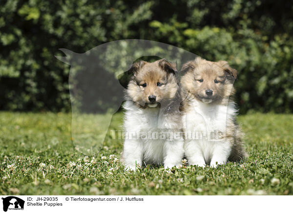 Sheltie Welpen / Sheltie Puppies / JH-29035