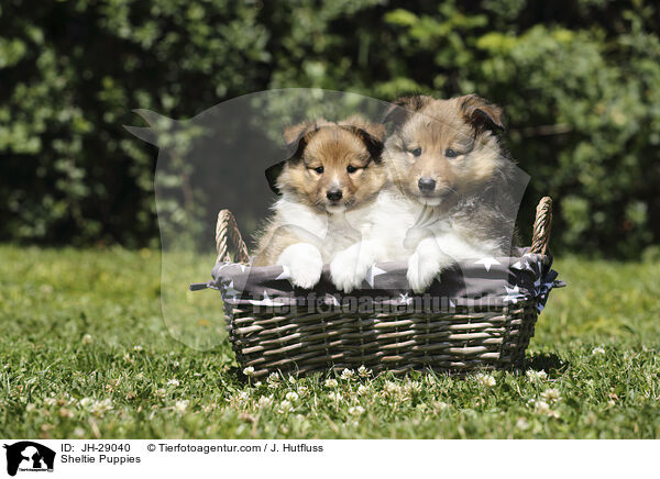 Sheltie Welpen / Sheltie Puppies / JH-29040