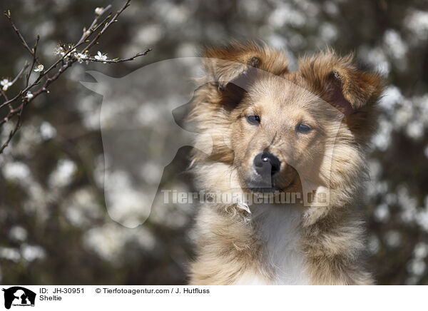 Sheltie / Sheltie / JH-30951