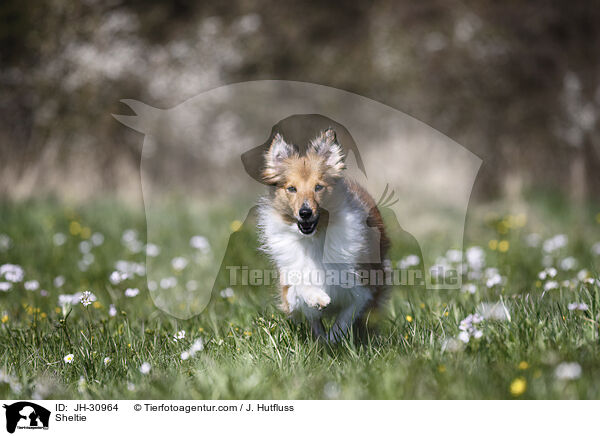 Sheltie / Sheltie / JH-30964