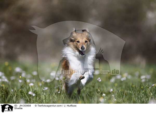 Sheltie / Sheltie / JH-30968