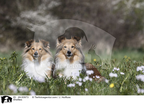 Shelties / Shelties / JH-30973