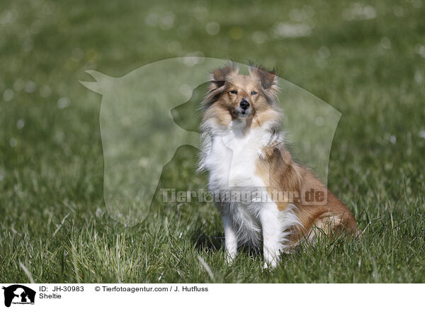 Sheltie / JH-30983