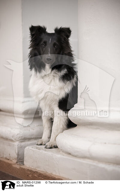 ausgewachsener Sheltie / adult Sheltie / MARS-01298