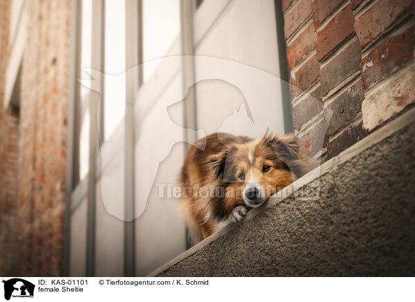 Sheltie Hndin / female Sheltie / KAS-01101