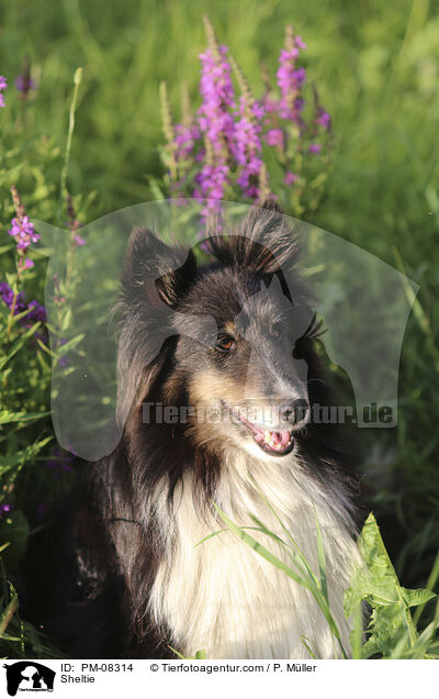 Sheltie / Sheltie / PM-08314