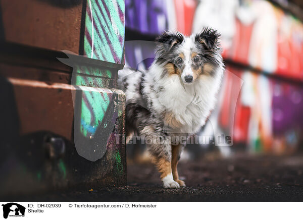 Sheltie / Sheltie / DH-02939