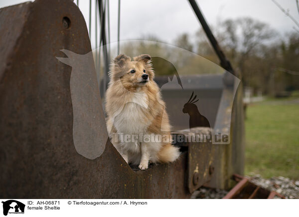 Sheltie Hndin / female Sheltie / AH-06871