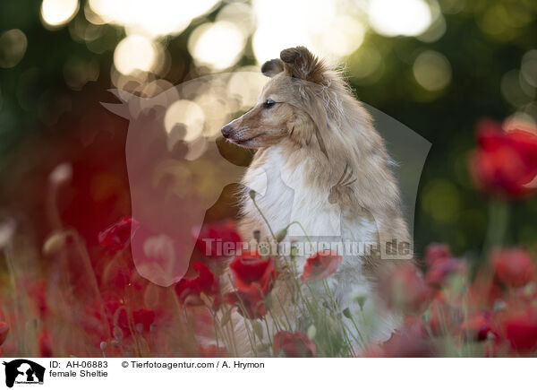 Sheltie Hndin / female Sheltie / AH-06883