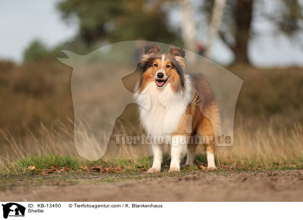 Sheltie / Sheltie / KB-13450