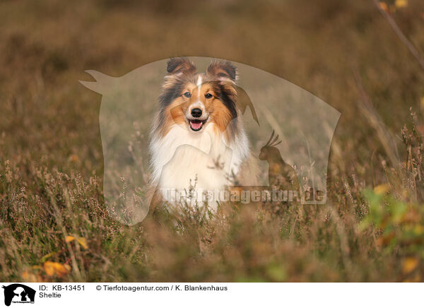 Sheltie / Sheltie / KB-13451