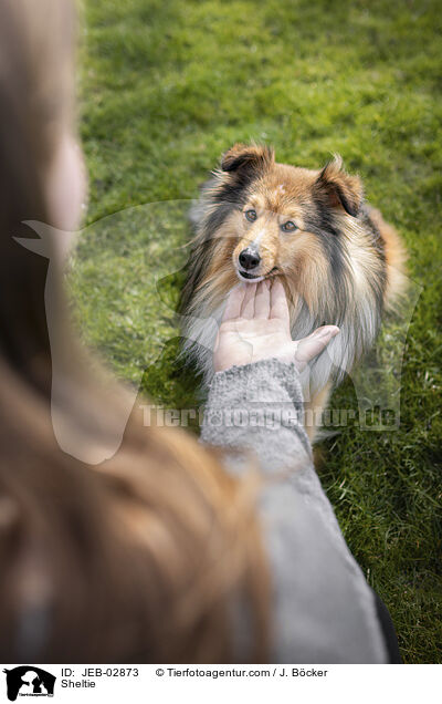 Sheltie / Sheltie / JEB-02873