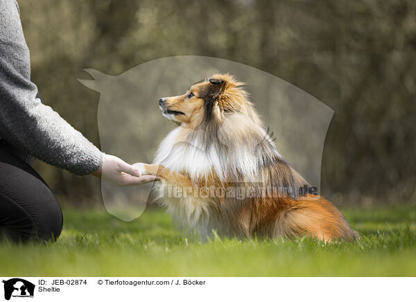 Sheltie / JEB-02874